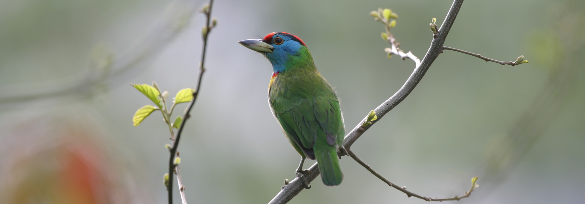 Bird Watching Tour