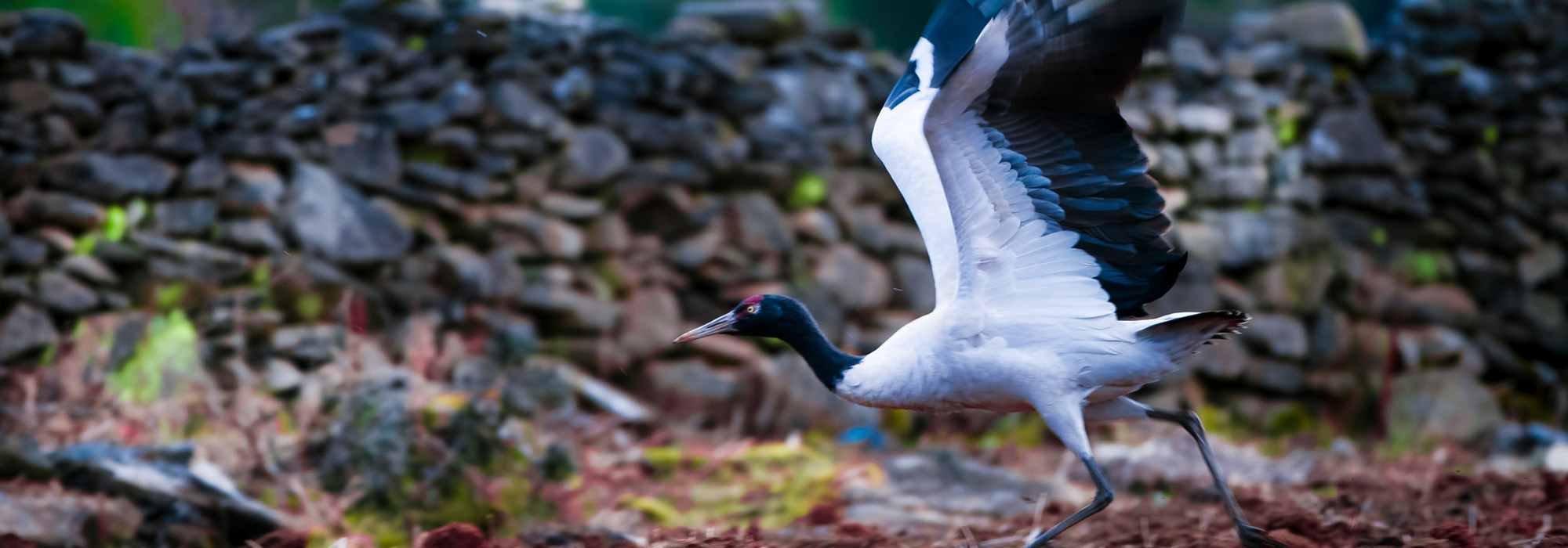 Black Necked Crane