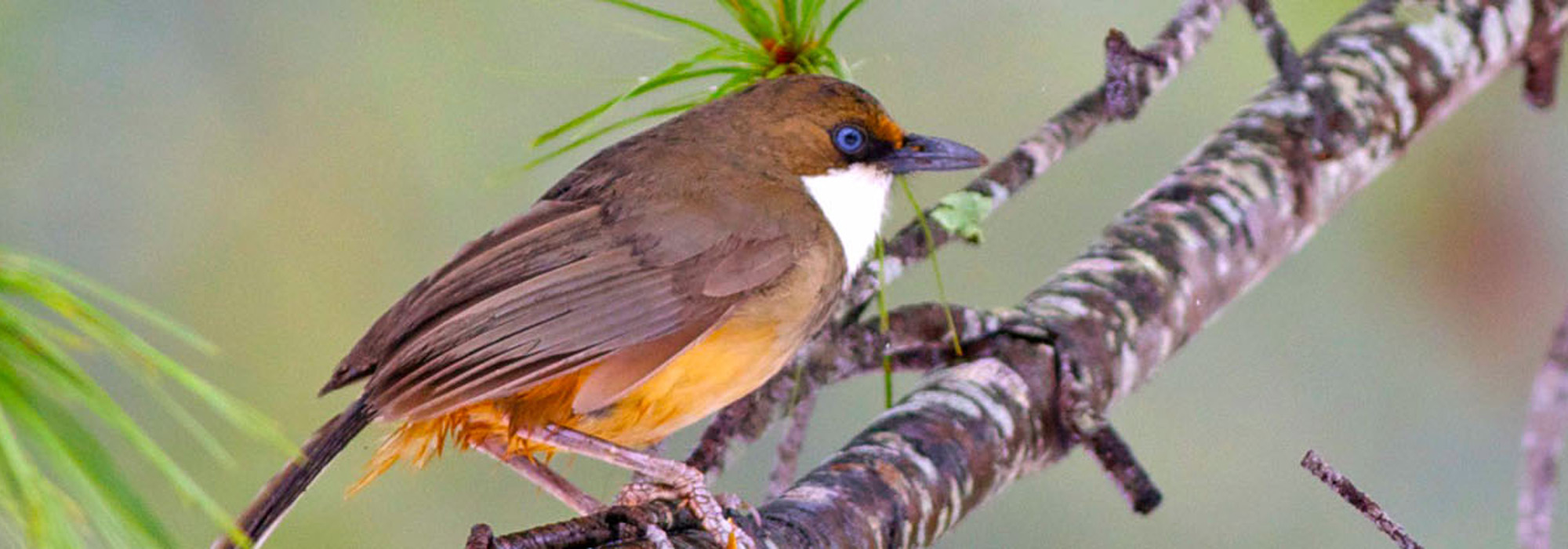 Bird of Bhutan